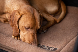 Hund liegt entspannt auf einer Magnetfeld-Hundematte